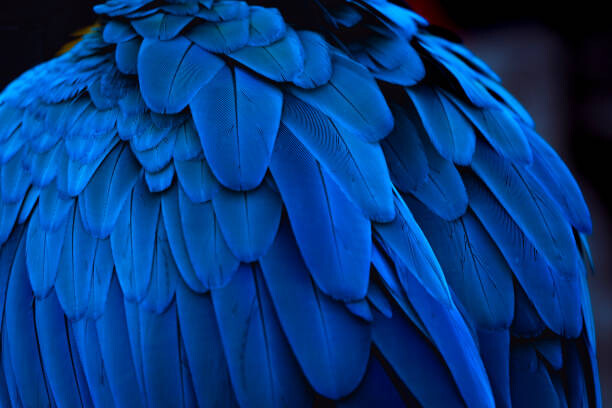 Art Photography The blue feathers and beautiful luster