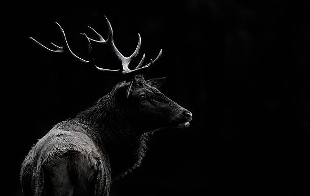 Art Photography The deer soul