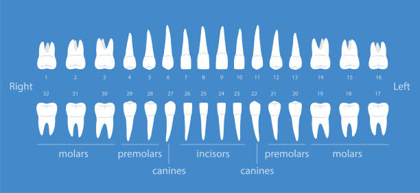 Arte Fotográfica The diagram of human teeth, vector illustration