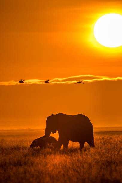 Art Photography The Mighty World of Elephants!