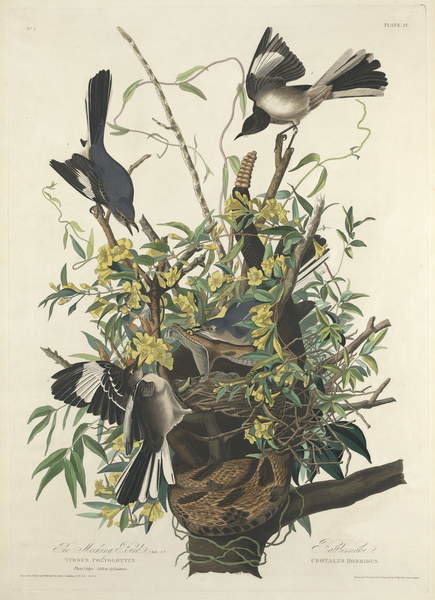 Canvas Print The Mocking Bird, 1827