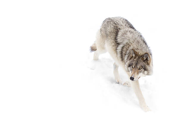 Art Photography Timber Wolf in winter