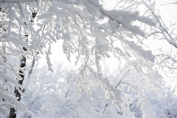 Arte Fotográfica Trees in the snow,