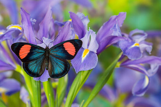 Arte Fotográfica Tropical butterfly on blue iris