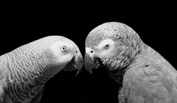Art Photography Two Beautiful Big Grey Parrot Closeup