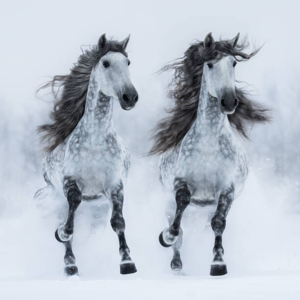 Art Photography Two gray long-maned Andalusian horses run gallop