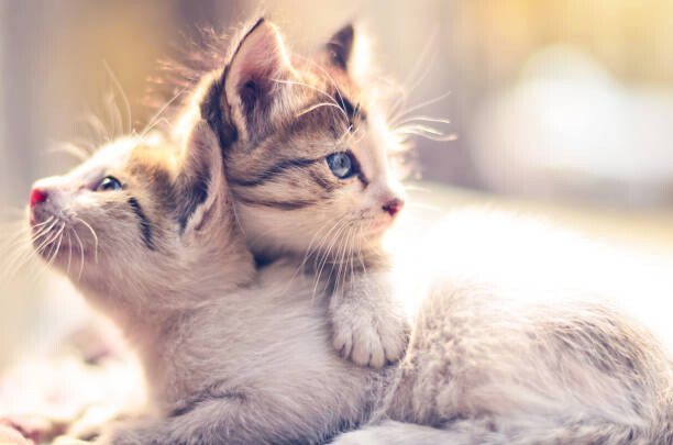 Art Photography Two kittens.