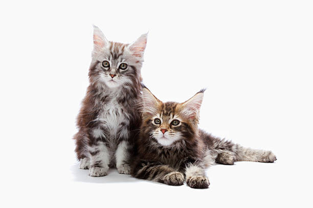 Art Photography Two kittens of Maine coon cat