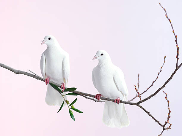 Art Photography Two white doves with olive branch