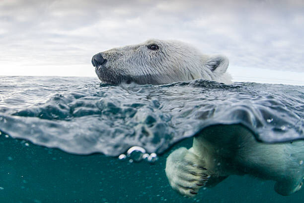 Art Photography Underwater Polar Bear in Hudson Bay, Canada