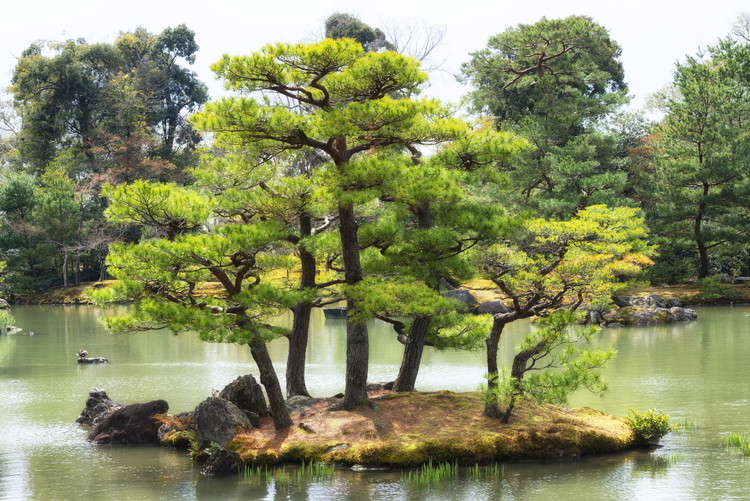 Art Photography Vegetal Island
