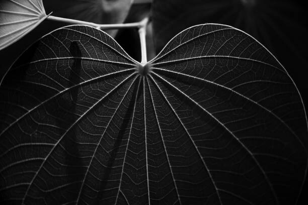 Art Photography Veins of a leaf