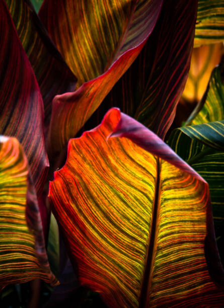 Arte Fotográfica Vibrant Coloured Leaves of Canna Plant
