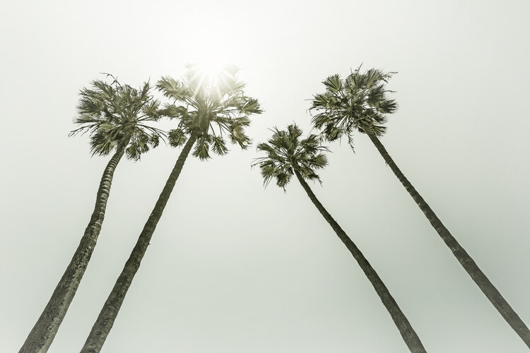 Art Photography Vintage palm trees in the sun