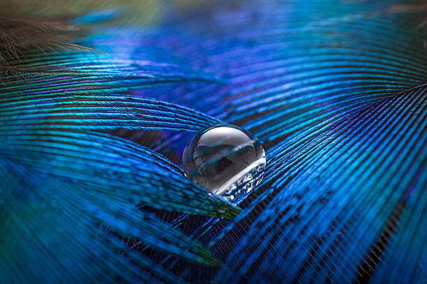 Art Photography Water Drop on Feather