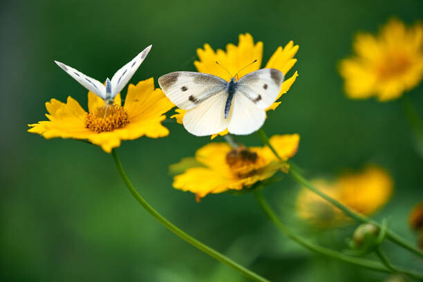 Art Photography White Butterflies on Daisy Flowers