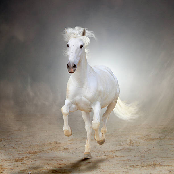 Art Photography White horse galloping