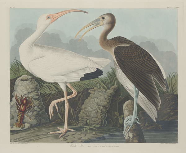 Fine Art Print White Ibis, 1834