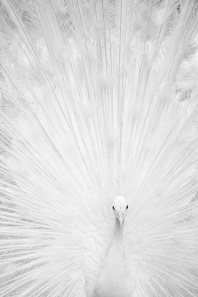 Valokuvataide White peacock