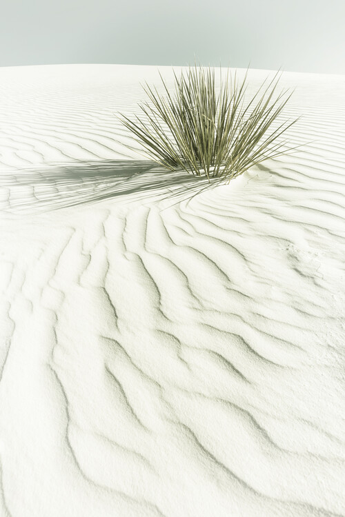 Art Photography WHITE SANDS Vintage scenery