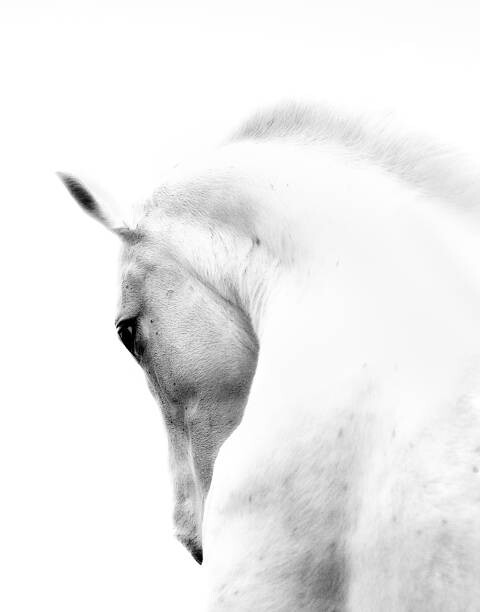 Art Photography White Stallion Andalusian Horse Neck Kind Eye