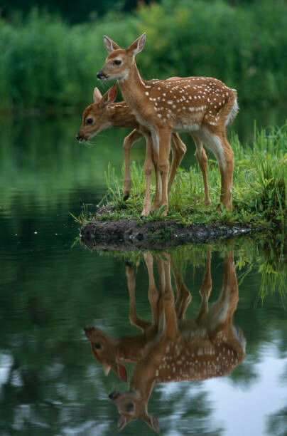 Art Photography White-Tailed Fawns