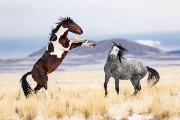 Art Photography Wild Horses