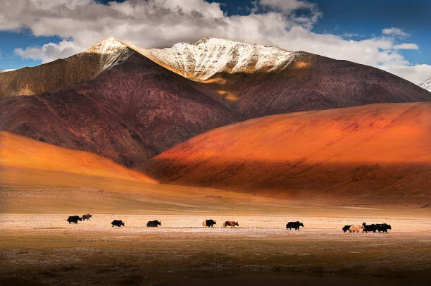 Art Photography Wild yaks in Ladakh, India.