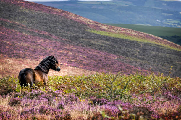 Arte Fotográfica Windswept Pony, Exmoor National Park, Somerset, UK