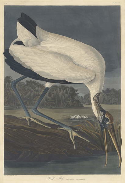 Canvas Print Wood Ibis, 1834