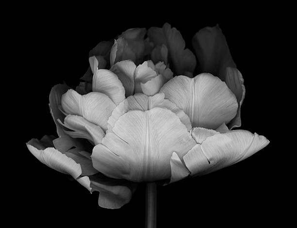 Valokuvataide XXXL: Monocrhome Double Tulip