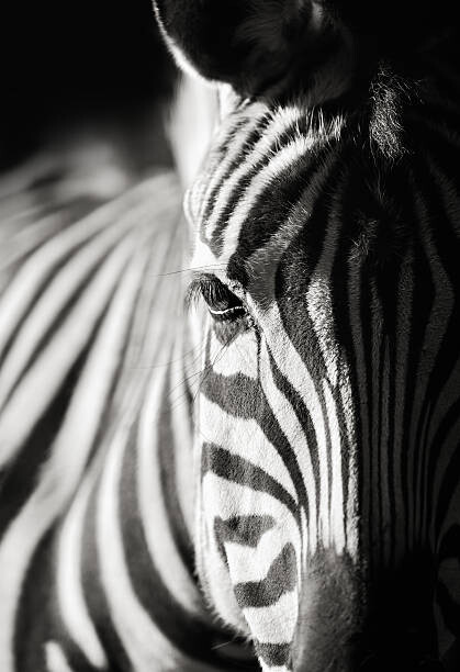 Art Photography zebra close-up