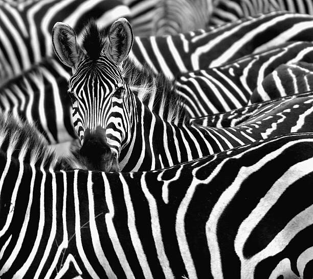 Art Photography Zebra surrounded with black and white stripes