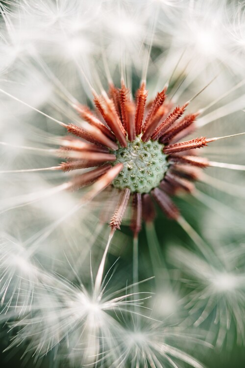 Arte Fotográfica Exclusiva Dandelion detail