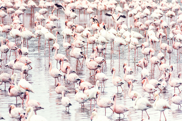 Arte Fotográfica Exclusiva Flock of flamingos