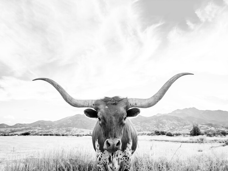 Arte Fotográfica Exclusiva Longhorn texas