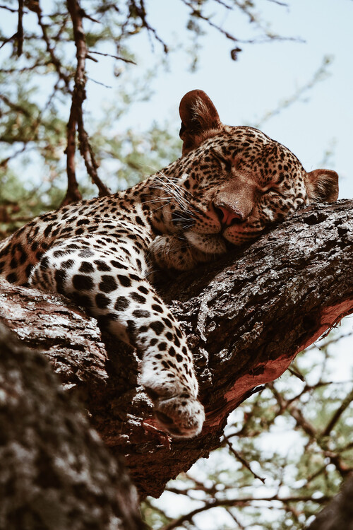 Arte Fotográfica Exclusiva Sleeping predator