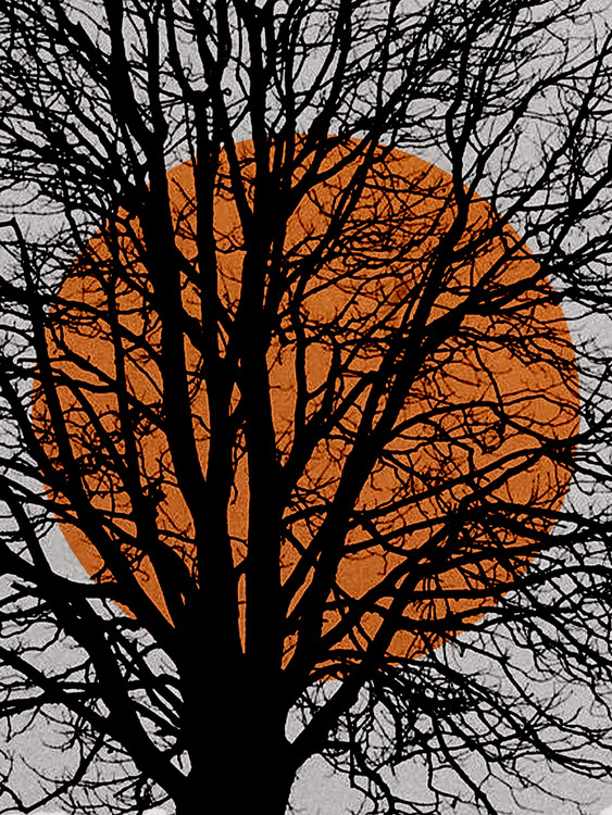 Arte Fotográfica Exclusiva abstractorangesuntree