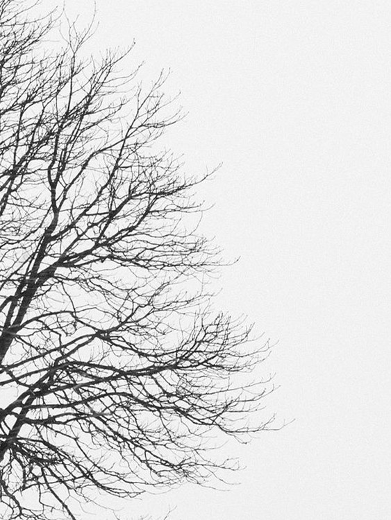 Arte Fotográfica Exclusiva tree1