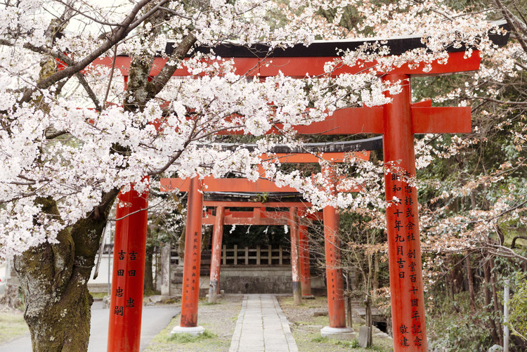 Arte Fotográfica Exclusiva Yoshida Shrine Torii