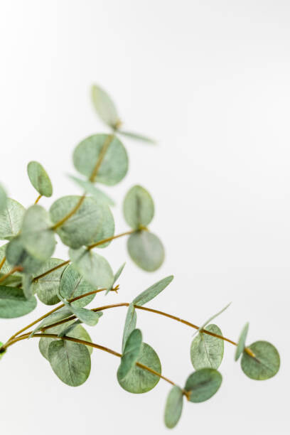 Αυτοκόλλητο Artificial Eucalyptus  with wihte background