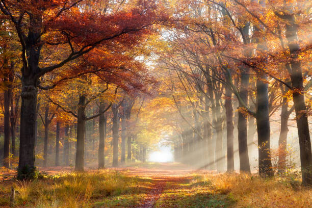 Μπλουζάκι Autumn forest