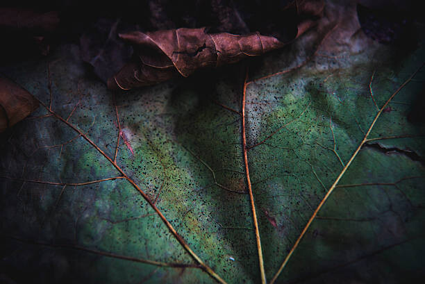 Μπλουζάκι Autumn leafs close up