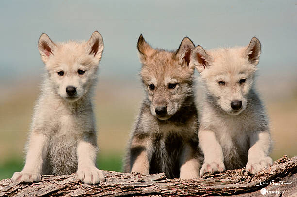 Sticker Baby Wolf pups