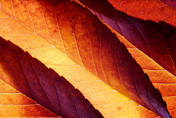 Μπλουζάκι Back lit autumn leaves