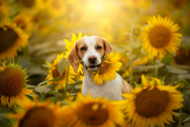 Sticker Beagle in sunflower field
