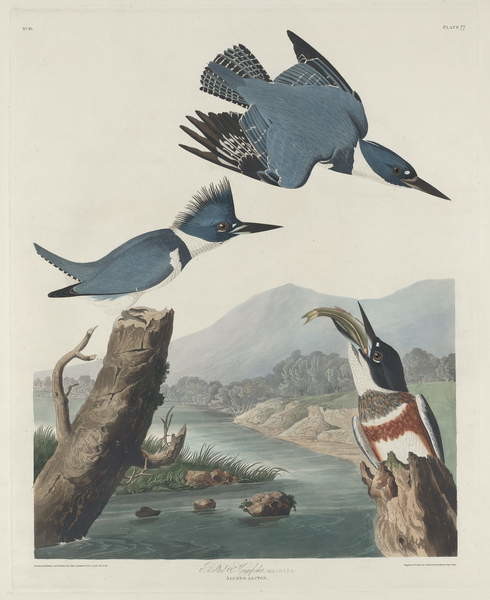 Stenska nalepka Belted Kingsfisher, 1830