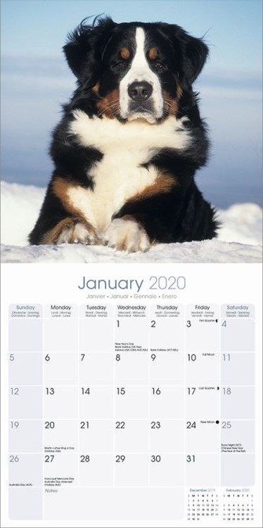 Bernese Mountain Dog Wall Calendars Large Selection