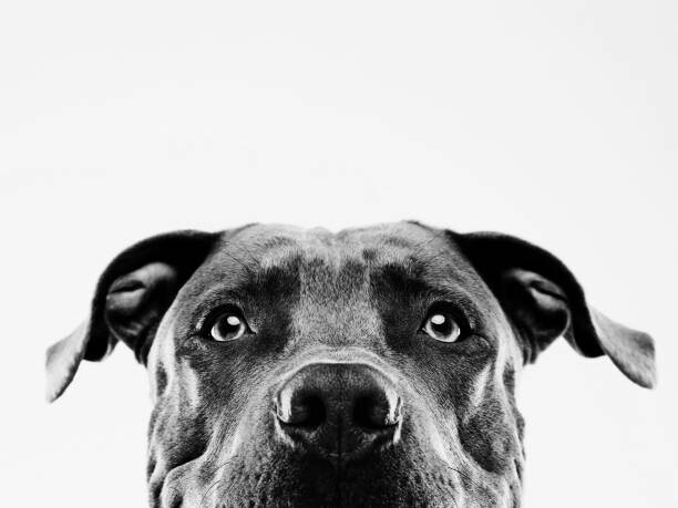 Тениска Black and white pit bull dog studio portrait