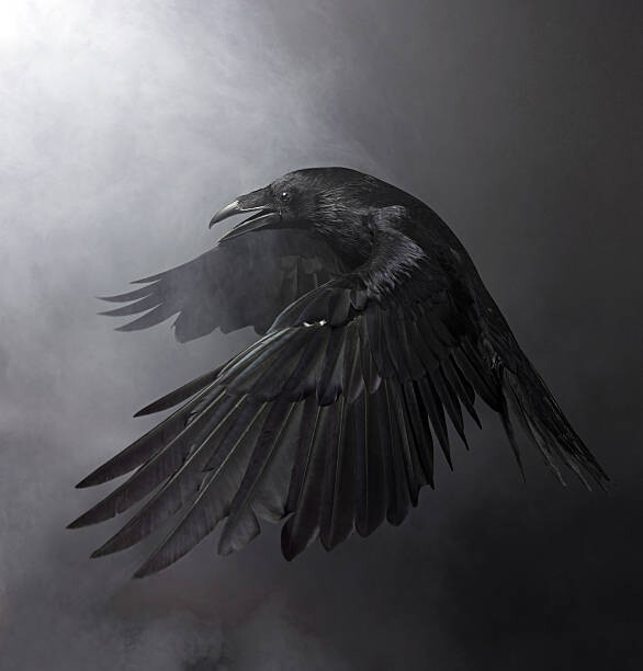 Autocolante Black Raven